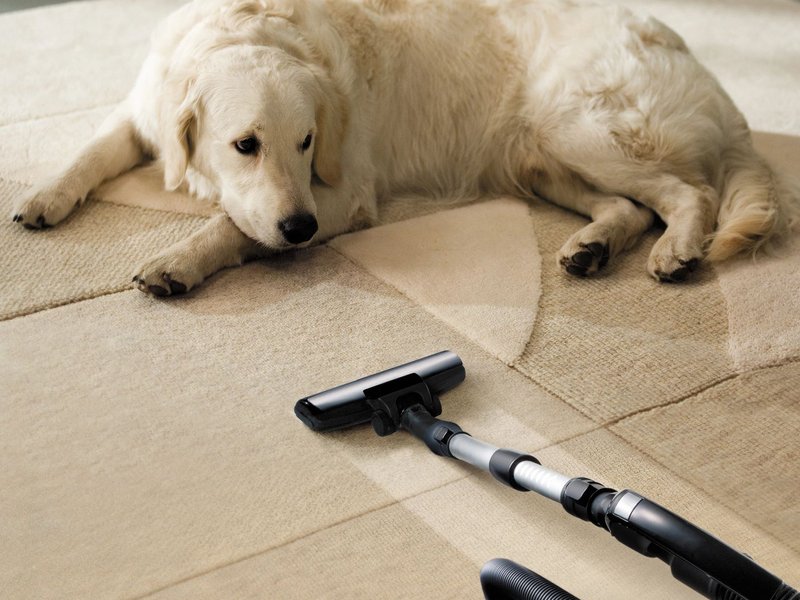 dog laying on area rug with vacuum next to it