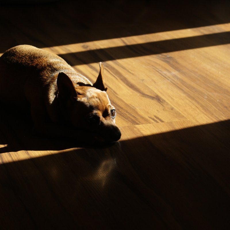 small dog laying on floor