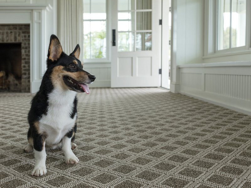 pet dog sitting on carpet