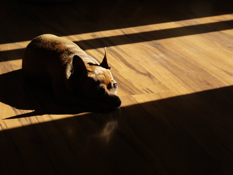 small dog laying on vinyl floor